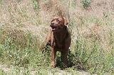 LABRADOR 033
